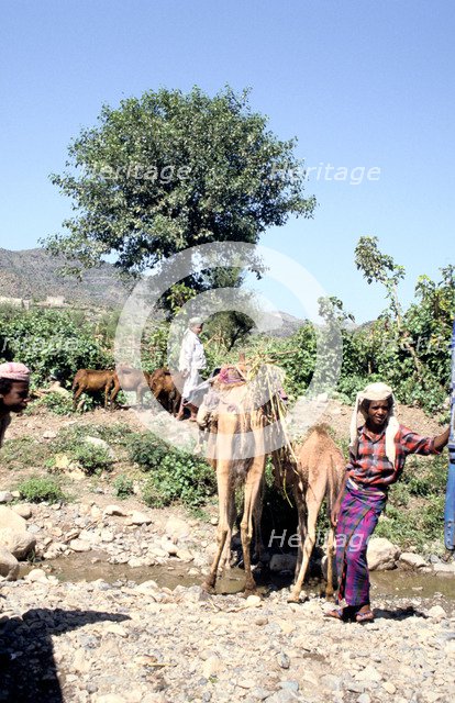 Camels drinking at Wadi Dhabab, Yemen