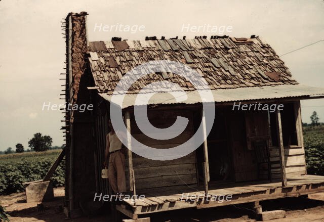 An old tenant house with a mud chimney and cotton growing up to its door..., Melrose, La., 1940. Creator: Marion Post Wolcott.