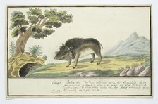 Phacochoerus aethiopicus aethiopicus (Cape warthog), c.1778. Creator: Robert Jacob Gordon.