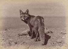 [Fox], 1886. Creator: Ottomar Anschütz.