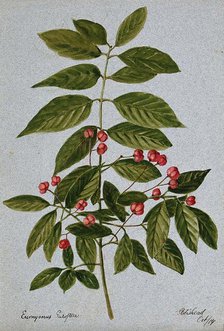 Spindle-tree (Euonymus europea): fruiting stem, 1904. Creator: Unknown.