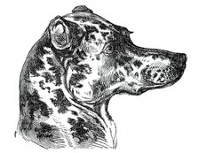 Head of the Dalmatian Dog, 1844. Creator: Unknown.