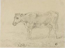 Cow, n.d. Creator: Sawrey Gilpin.