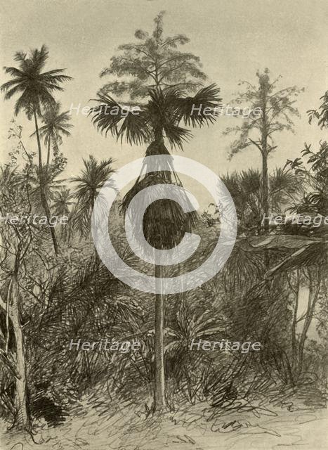 Talipot palm after flowering, Ceylon, 1898. Creator: Christian Wilhelm Allers.