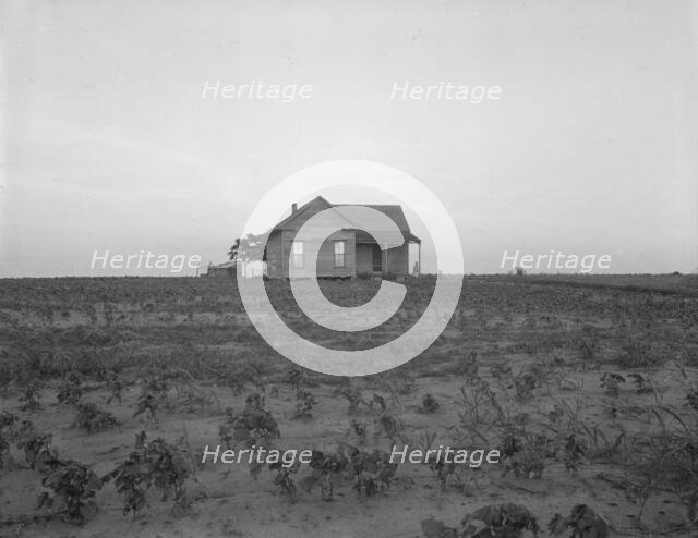 Cotton sharecropper farm, Texas, 1937. Creator: Dorothea Lange.