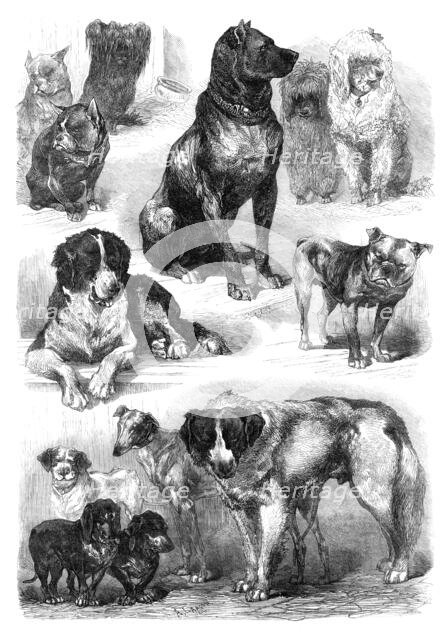 Prize dogs at the Paris Dog Show, 1870. Creator: Unknown.