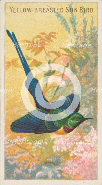 Yellow-Breasted Sun Bird, from the Birds of the Tropics series (N5) for Allen & Ginter Cig..., 1889. Creator: Allen & Ginter.