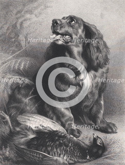 Spaniel and Pheasant, June 15, 1871. Creator: Charles George Lewis.
