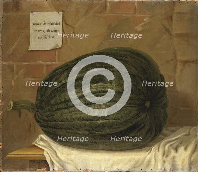 A huge pumpkin, 18th century. Creator: Olof Fredsberg.
