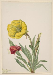 Evening Primrose (Oenothera howardi), 1928-1931. Creator: Mary Vaux Walcott.