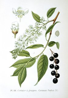 Bird cherry, 1893. Artist: Unknown