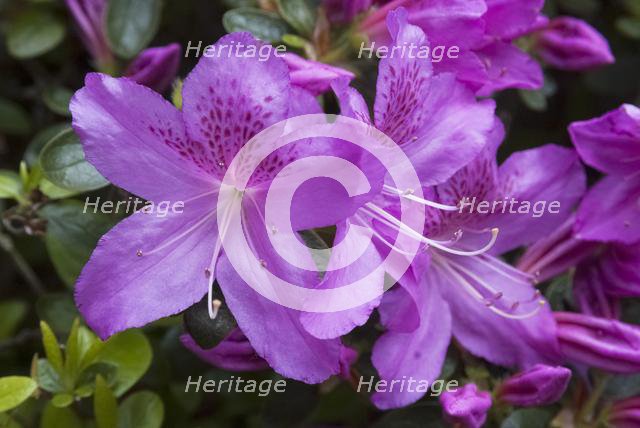 Isabella Plantation, Richmond Park, Richmond, Surrey, England, UK, 14/5/10.  Creator: Ethel Davies.