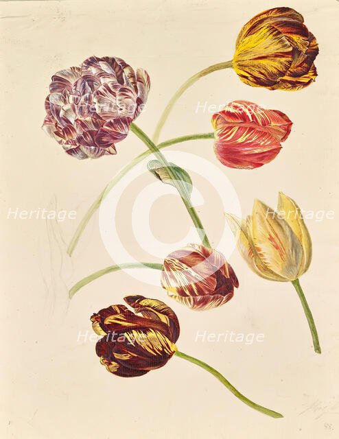 Tulips, around 1840/1850. Creator: Leopold von Stoll.