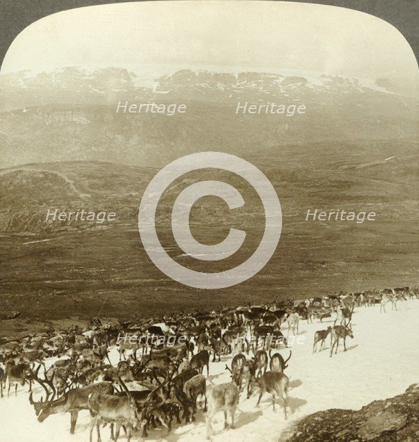 'Herd of reindeer of the northern wilds, and snowy heights of Hardanger glacier, Norway', c1905. Creator: Unknown.