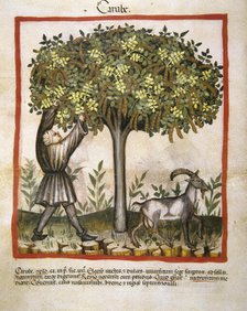 Carob, 14th century.  Creator: Unknown.