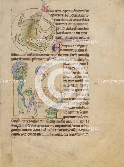 A Lizard; Salamanders; Northumberland Bestiary, about 1250-1260. Creator: Unknown.