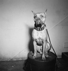 Portrait of Mister (Billie Holiday's dog), New York, N.Y., 1946. Creator: William Paul Gottlieb.