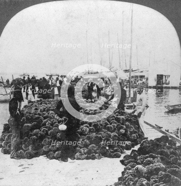 Sponge market, Key West harbour, Florida, USA, c1900(?). Artist: Keystone View Company