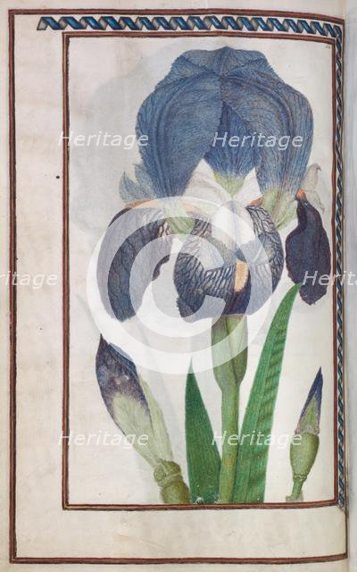 Florilegium: (page 14 verso) blue and white iris, 1608. Creator: Unknown.