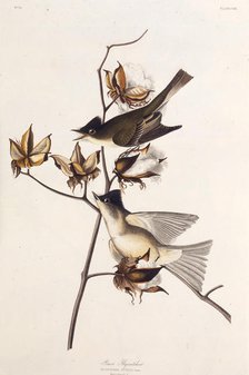 Pewit Flycatcher. From "The Birds of America", 1827-1838. Creator: Audubon, John James (1785-1851).
