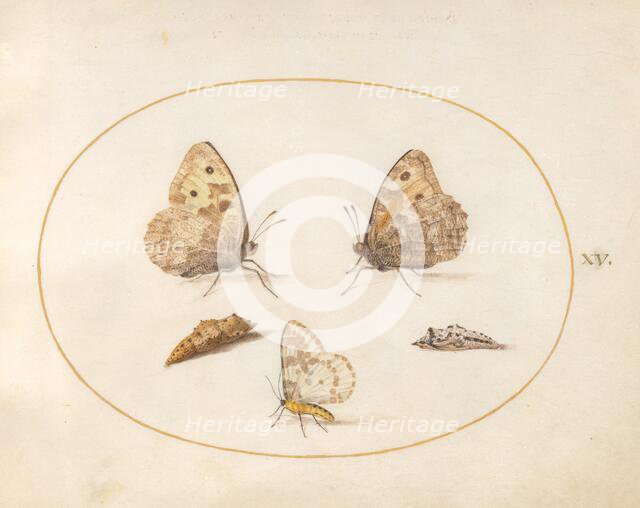 Plate 15: Three Butterflies and Two Chrysalides, c. 1575/1580. Creator: Joris Hoefnagel.