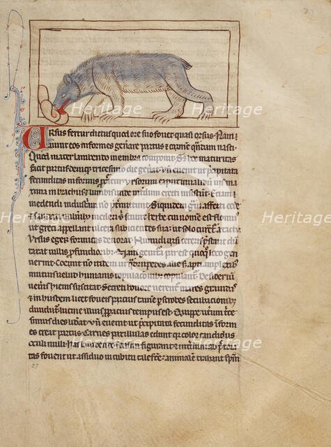 A Bear; Northumberland Bestiary, about 1250-1260. Creator: Unknown.