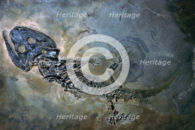 Labyrinthodontier fossil. Artist: Unknown