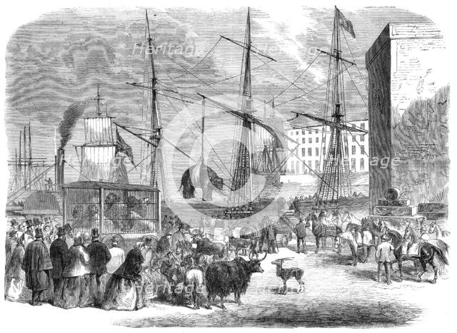 Shipping wild animals in the London Docks, 1864. Creator: Unknown.