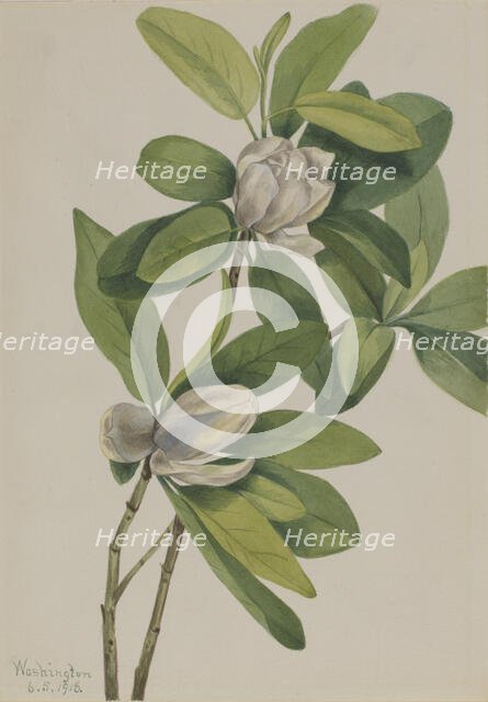 Swamp Magnolia (Magnolia virginiana), 1918. Creator: Mary Vaux Walcott.