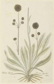 Hermas igniaria or Hermas gigantea (Tontelblaar), 1777-1786. Creator: Robert Jacob Gordon.