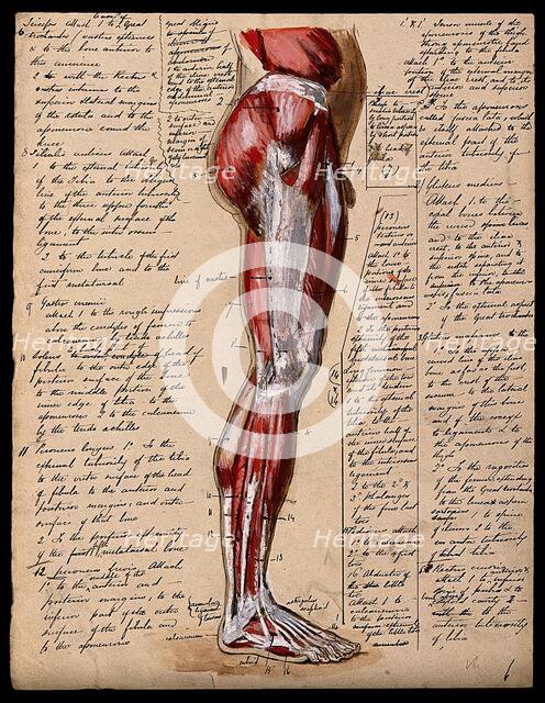 Muscles of the leg and foot: side view, 1800-1899. Creator: Unknown.