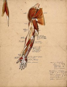 Muscles of the arm, shoulder and hand, front view, 1800-1899. Creator: Unknown.