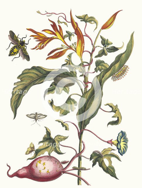 Ipomoea batatas and Heliconia psittacorum. From the Book Metamorphosis insectorum..., 1705. Creator: Merian, Maria Sibylla (1647-1717).