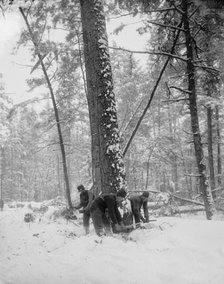 Logging, felling the tree, between 1880 and 1899. Creator: Unknown.