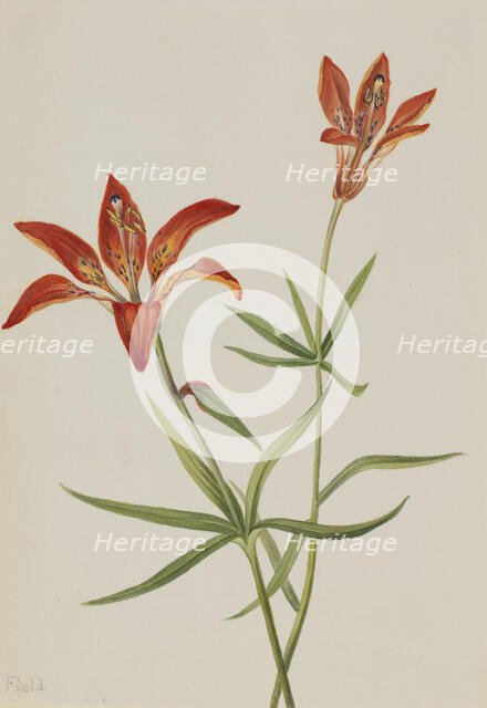 Lily (Lilium montanum), ca. 1900-1920. Creator: Mary Vaux Walcott.