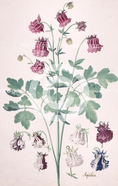 A Columbine or Granny's Bonnet..., with Additional Studies of Flowers, mid-17th-late 17th century. Creator: Pieter Holsteyn the Younger.