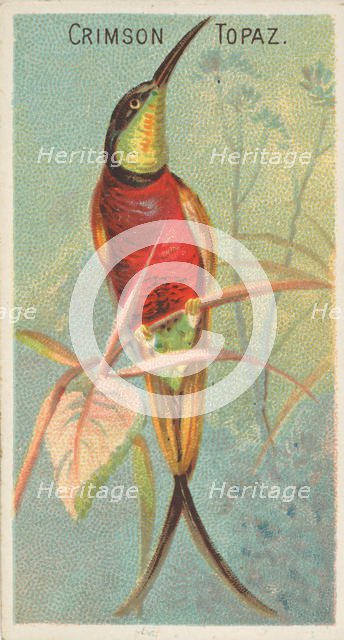 Crimson Topaz, from the Birds of the Tropics series (N5) for Allen & Ginter Cigarettes Bra..., 1889. Creator: Allen & Ginter.