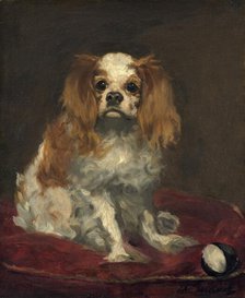 A King Charles Spaniel, c. 1866. Creator: Edouard Manet.