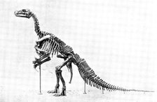 The Iguanodon Skeleton, the original of which is in the Royal Museum at Brussels..., 1895. Creator: Unknown.