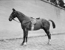 Horse Shows - Horses, 1912. Creator: Harris & Ewing.