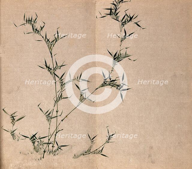 A bamboo plant: leafy stems, c19th century. Creator: Unknown.