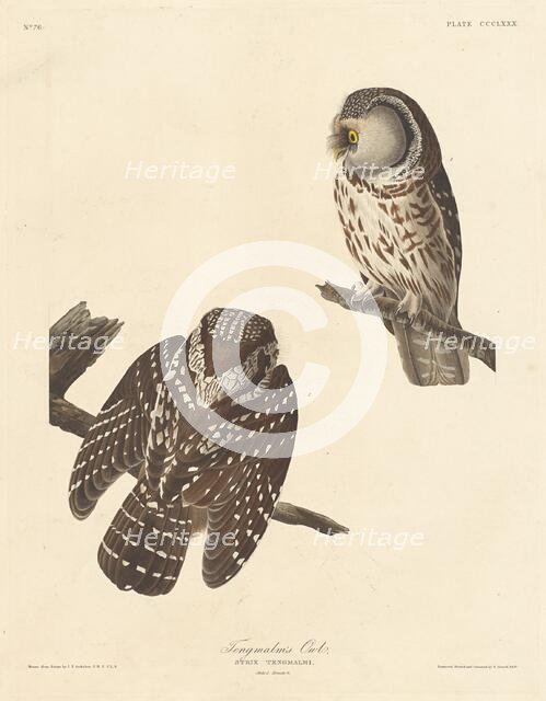 Tengmalm's Owl, 1837. Creator: Robert Havell.