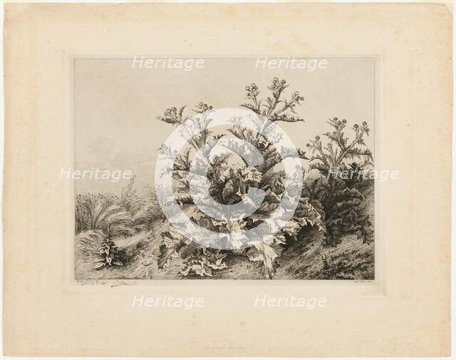 The Large Thistle, plate three from Les quatres grandes plantes, 1843. Creator: Eugene Blery.