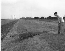 Alligator at Kennedy Space Center, 1969. Creator: Unknown.