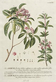 Plantae Selectae: No. 38. Creator: Georg Dionysius Ehret (German, 1708-1770); Christopher Jacob Trew (German).