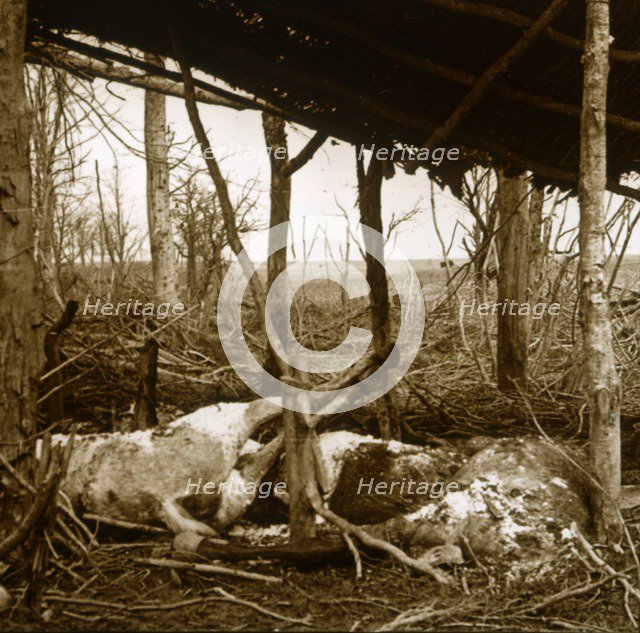 Dead horses, Verdun, northern France, c1914-c1918. Artist: Unknown.