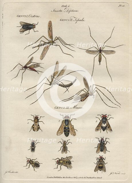'Insecta Diptera' (Flies), 9 February 1780. Creator: James Newton.