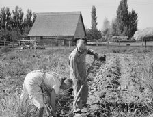 Couple digging their sweet potatoes in the fall, Irrigon, Morrow County, Oregon, 1939. Creator: Dorothea Lange.