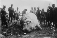 Hippo, killed in Africa, between c1915 and c1920. Creator: Bain News Service.