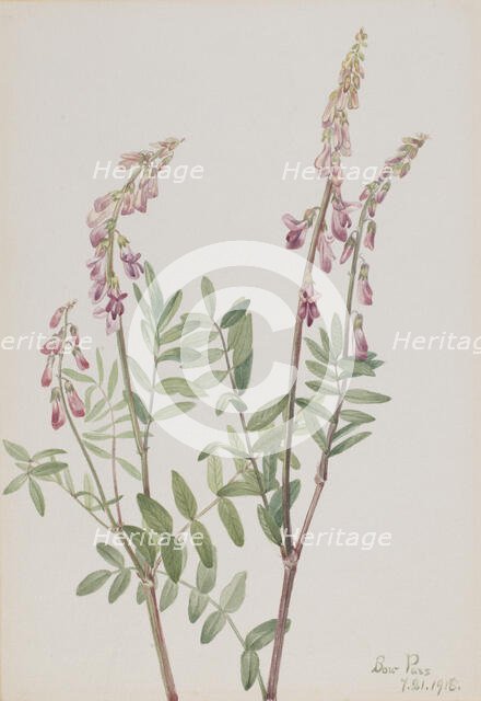 Pink Hedysarum (Hedysarum americanum), 1918. Creator: Mary Vaux Walcott.
